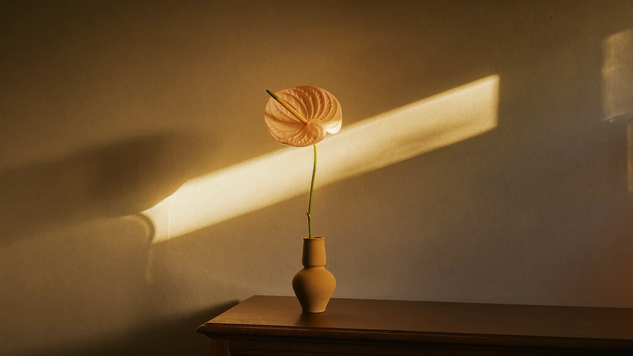 Anthurium rosa pálido en un jarrón de barro con luz rasante ante una pared beige, imagen simbólica sobre labios menores largos en BONITAS Núremberg