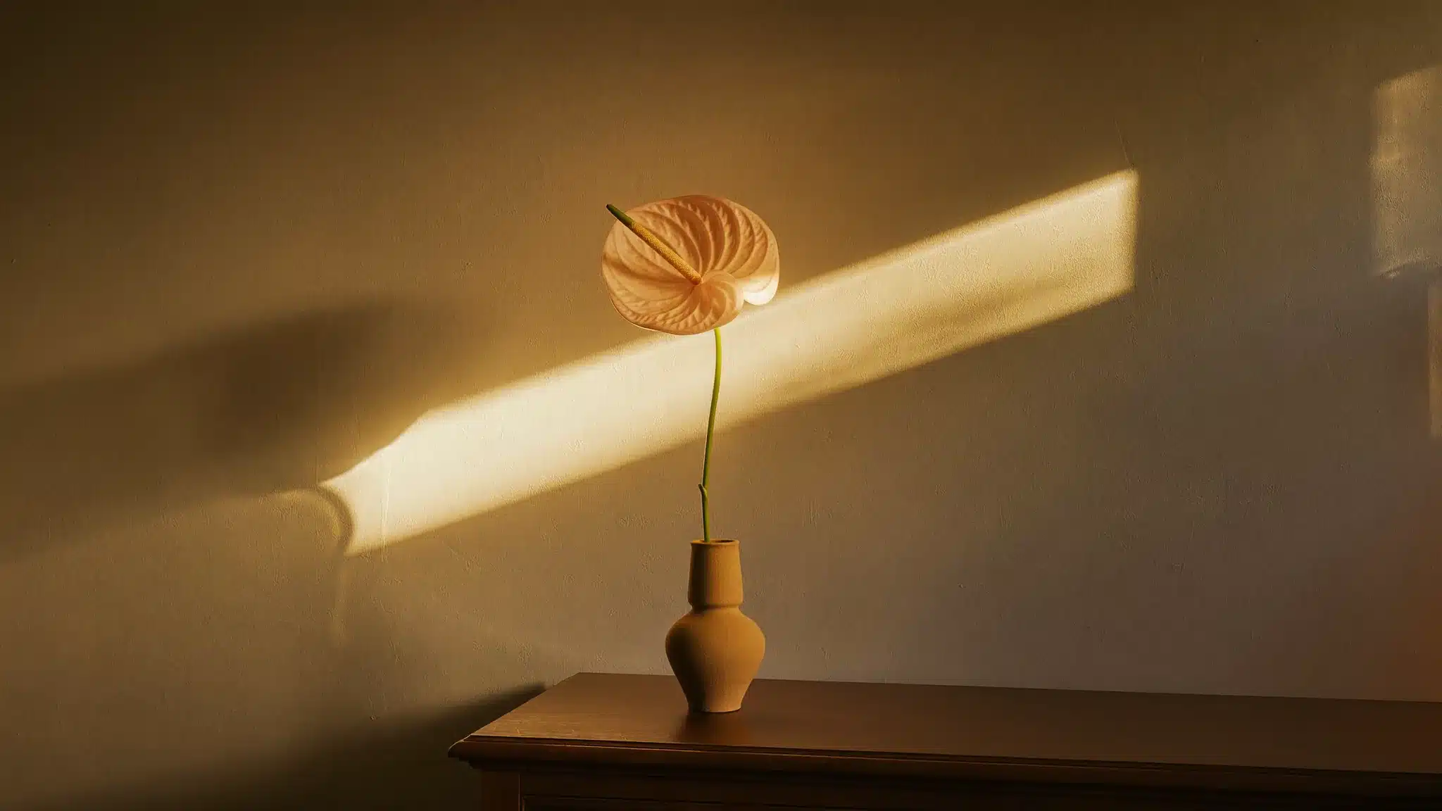 Zartrosa Anthurium in einer Tonvase im Streiflicht vor beiger Wand, Symbolbild zum Thema lange Schamlippen bei BONITAS in Nürnberg