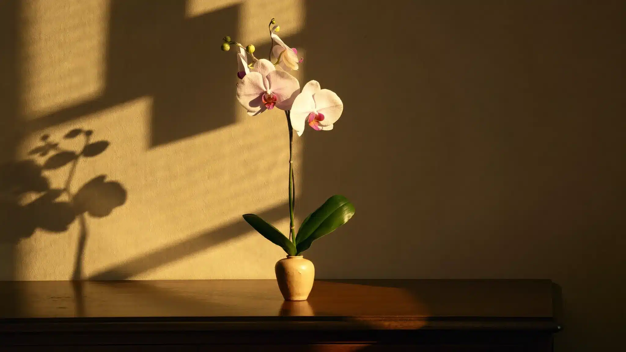 Rosa Phalaenopsis-Orchidee in einer Tonvase vor beiger Wand im Abendlicht, Symbolbild zum Thema Schamlippe verkleinern bei BONITAS in Nürnberg